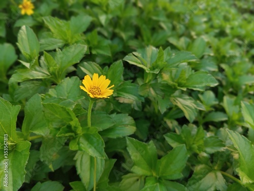 yellow flower in the garden