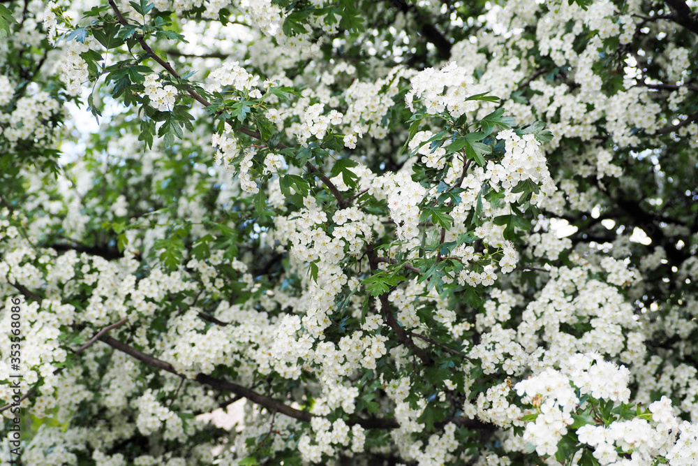 many branches with small white flowers on the tree. blooming Apple tree in the garden. nature background many branches with small white flowers on the tree. blooming Apple tree in the garden. nature background