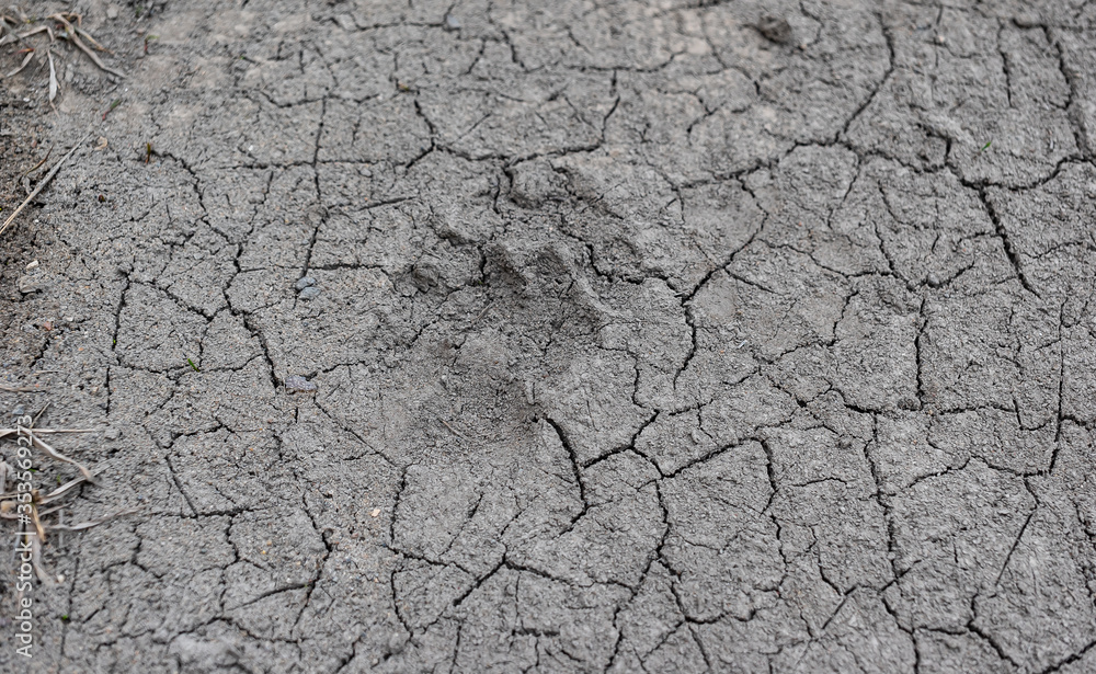The texture of dry land is cracking due to a summer drought. Crust background The texture of dry land is cracking due to a summer drought. Crust background