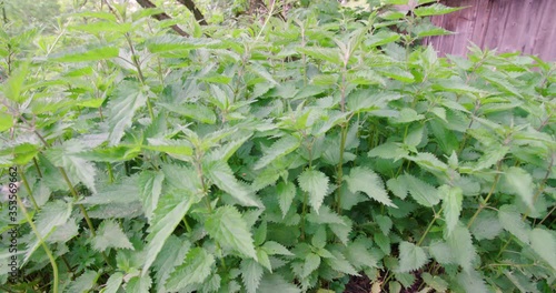 Elderflower bush and nettles in wild garden photo