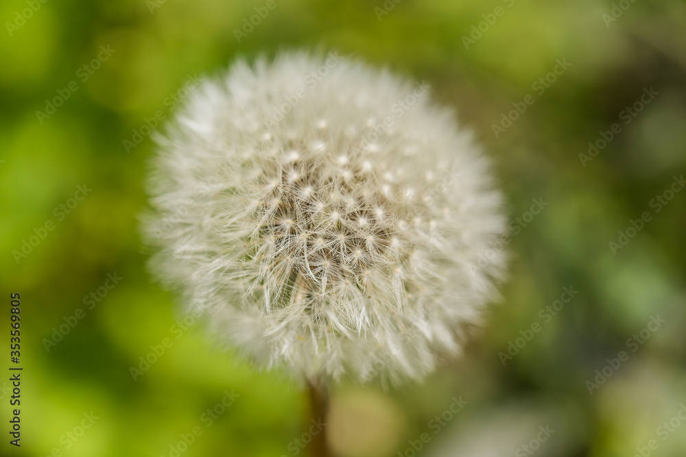 Spring background with dandelion