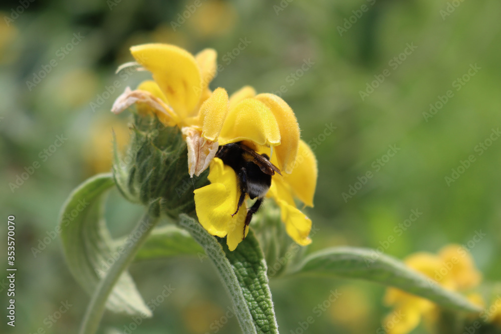 Naklejka premium Bumble bee on yellow Jerusalem sage flower on branch. Phlomis fruticos in bloom with bumble bee. Bombus family