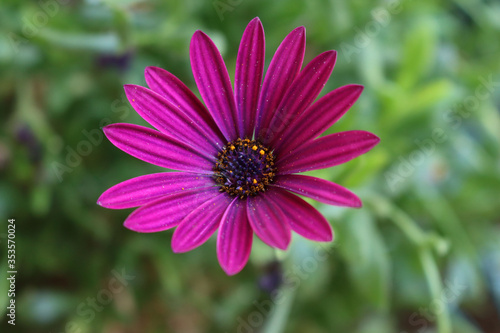 Close-up of beautiful purple Osteospermum or african daisy pink flowers in the garden  