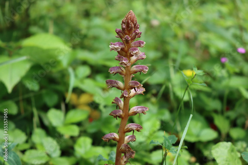 Broomrape, branched broomrape flower in the meadow in springtime .Orobanche species  photo