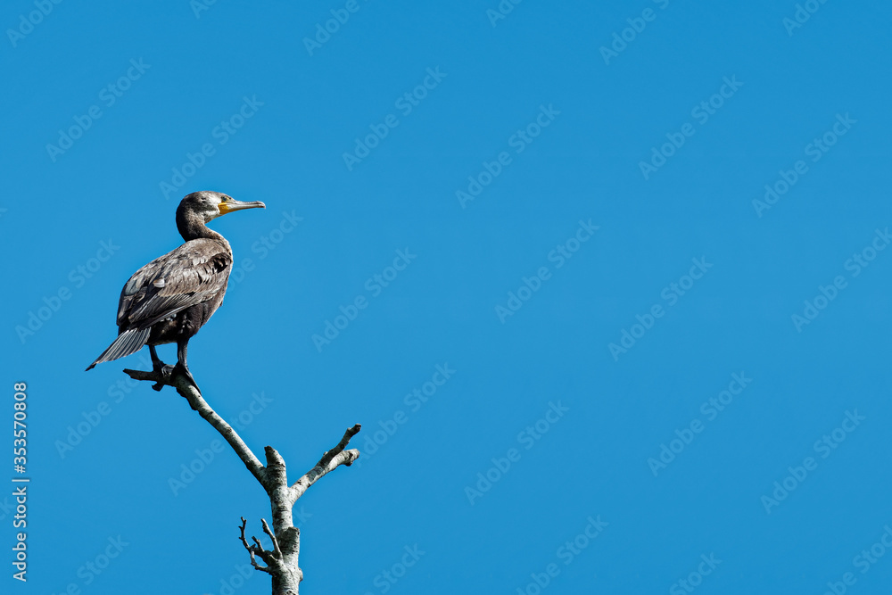 A perched Cormorant on a blue back ground (wide view) A perched Cormorant on a blue back ground (wide view)