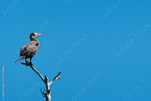 A perched Cormorant on a blue back ground (wide view)