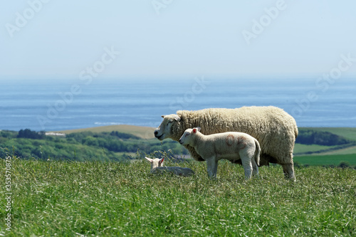 Sheep with a View
