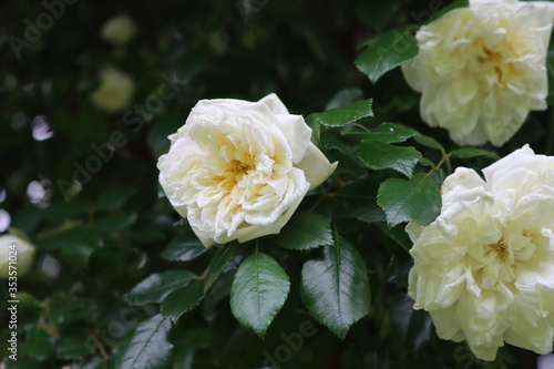 Beautiful climbing white roses on bush in the garden on springtime