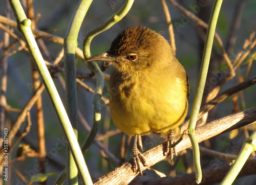 Yellow-bellied Greenbul photo