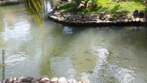 The fish float in a stoned pond. The wind is growing the foliage of trees and green grass.