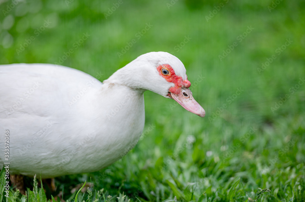 White turkey on a farm on a green grass. White turkey on a farm on a green grass.