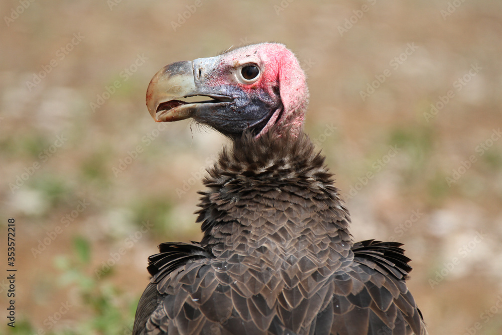 Fototapeta premium Close up of head of a Lappet-faced Vulture