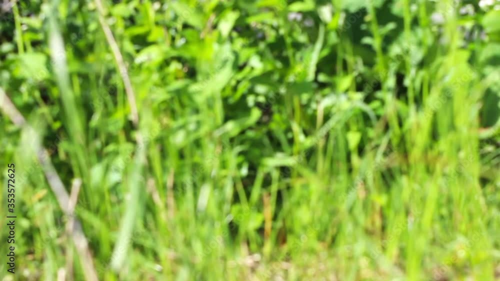 Unfocused green grass that sways in the wind. Blurred background of a lawn field. 50 frames per second. Unfocused green grass that sways in the wind. Blurred background of a lawn field. 50 frames per second.