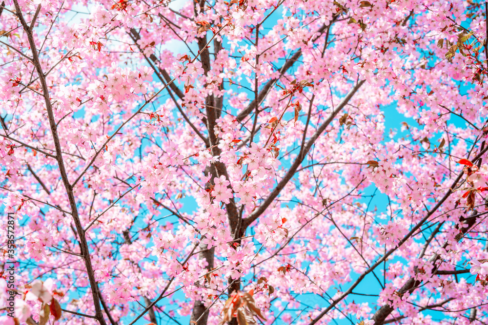 Sakura branch with pink flowers Sakura branch with pink flowers