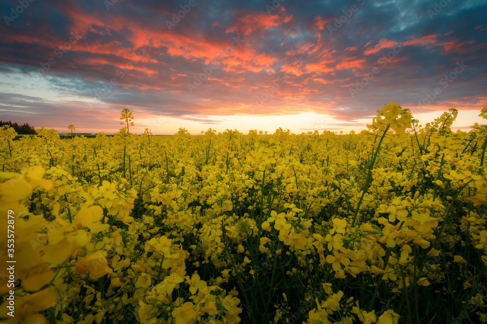 Rapeseed field in the evening
