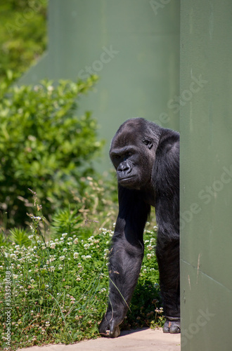 動物園の可愛いゴリラ photo