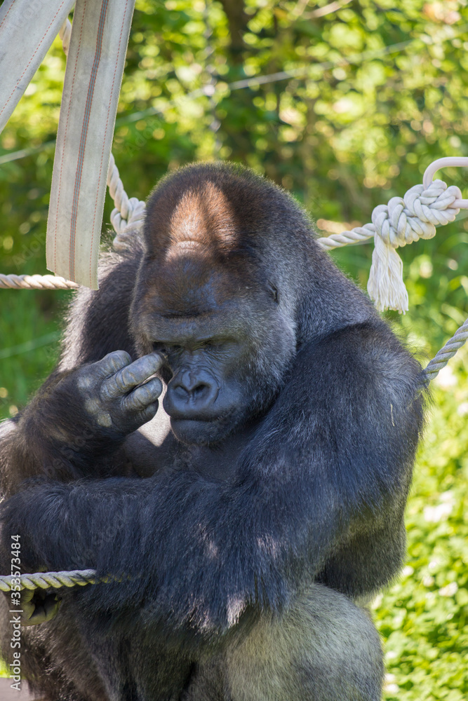 動物園の可愛いゴリラ 動物園の可愛いゴリラ