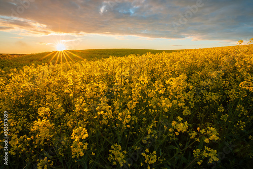 Yellow canola in bloom