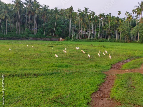rice field in thailand