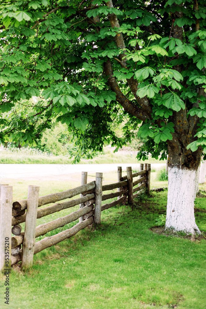 Beautiful summer rural landscape with fresh green chestnut tree and wooden fence. Green coutryside concept.