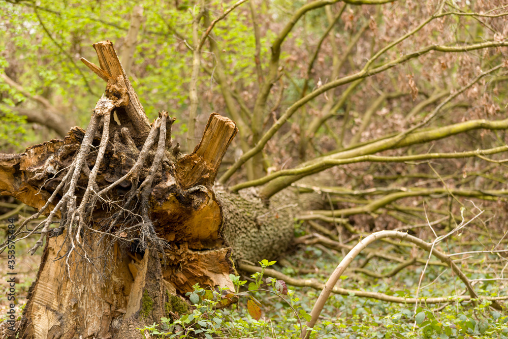 Fototapeta premium tree