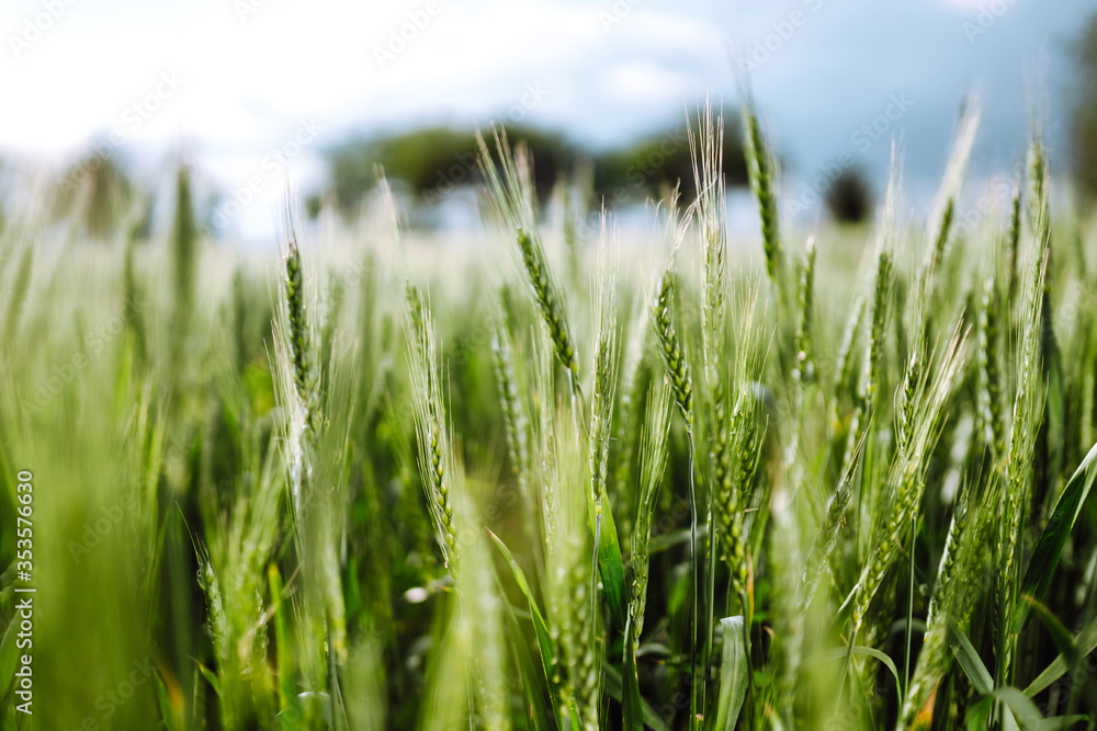 Green wheat field. Ripening ears of wheat field. Sunset light. Summer day Green wheat field. Ripening ears of wheat field. Sunset light. Summer day
