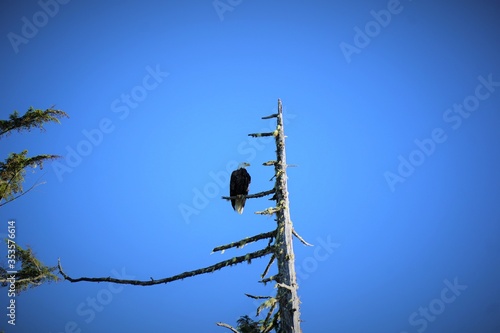 Bald eagle on tree at the coast of Vancouver Island  near Tofino.