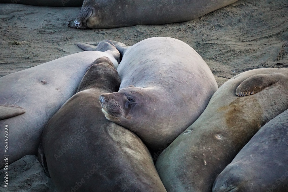 Elephant Seals at a west coast beach.