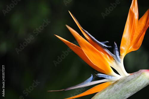 Bird of Paradise tropical flower on blurred background, closeup. Space for text