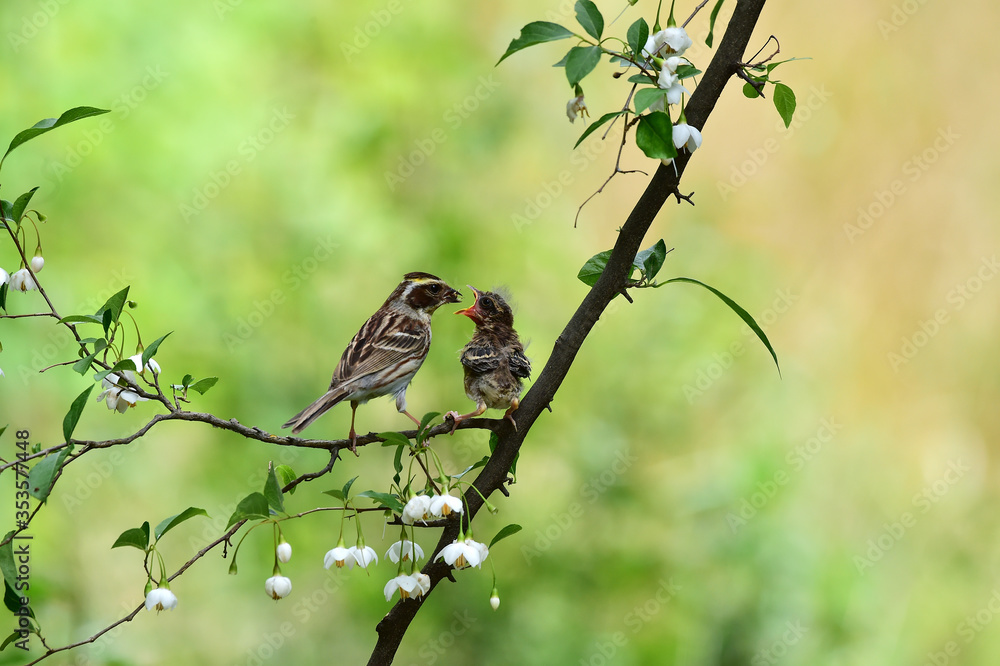 Obraz premium Yellow-throated bunting bird, Yellow Hammer, Emberiza elegans