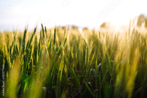 Young green wheat growing in soil. Ripening ears of wheat field. Summer day. Sunset light 