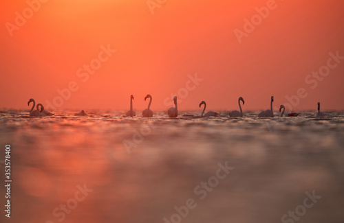 Greater Flamingos in the morning, Asker, Bahrain