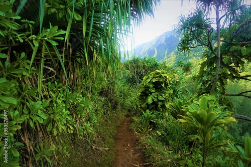 Small path through lush hawaiian forest, Kauai, Hawaii, USA.
