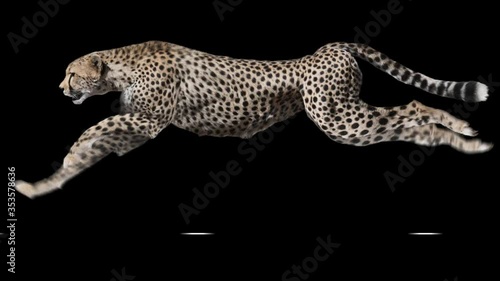 Cheetah running realistic animation. Isolated rhino video including alpha channel allows to add background in post-production. Element for visual effects.