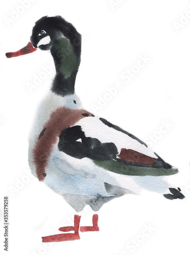 Watercolor illustration of a duck photo