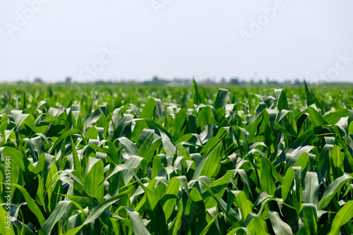 Field with green fresh corn shoots (Selective Focus) North of italy