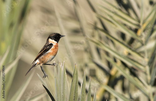 European stonechat on green photo