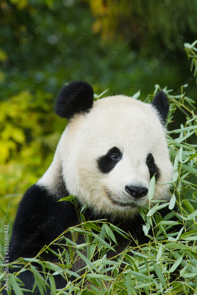 Giant Panda Giant Panda