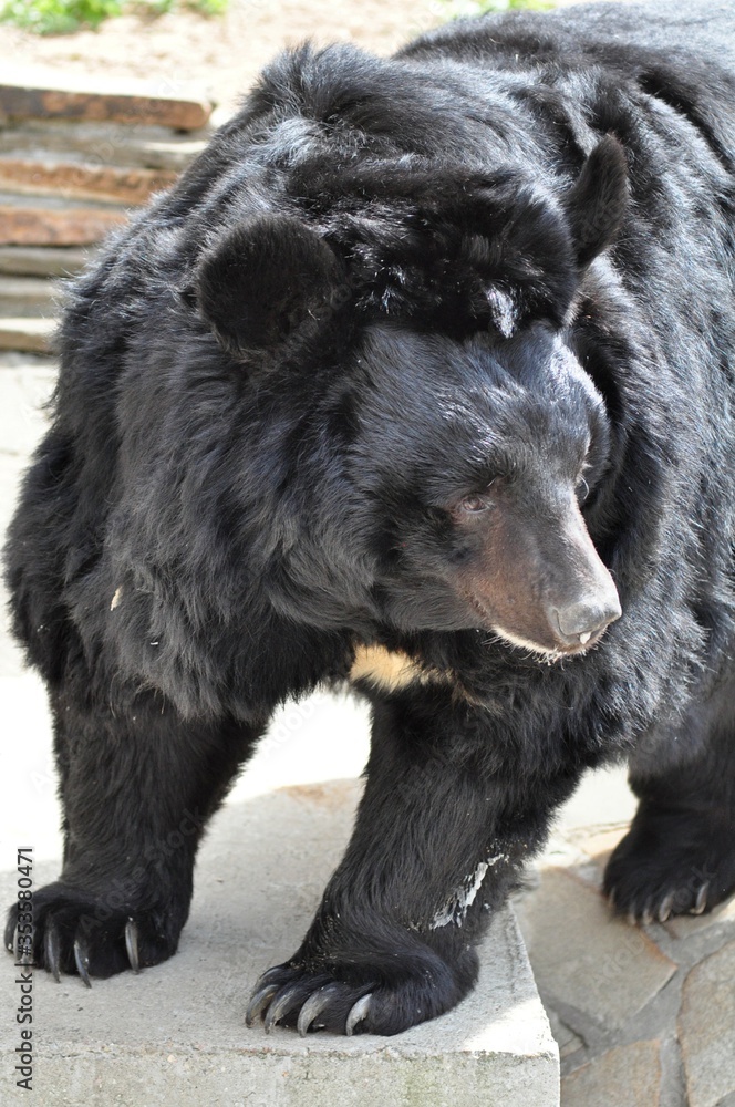 Fototapeta premium Large and beautiful usurian bear close up