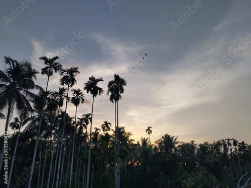 palm trees at sunset