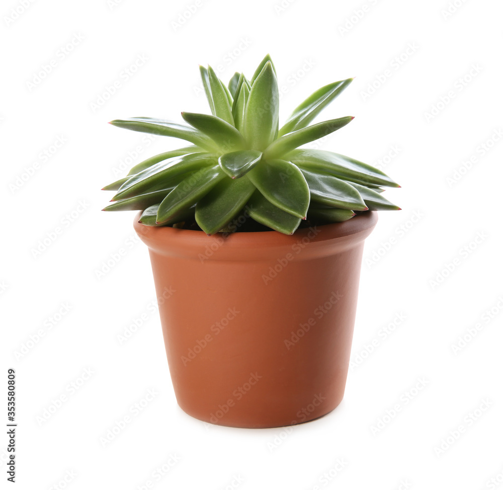 Beautiful potted echeveria isolated on white. Succulent plant
