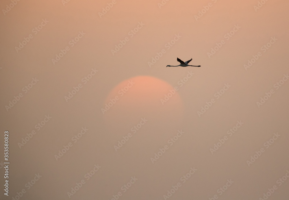 Greater Flamingo and the morning sun at Asker, Bahrain Greater Flamingo and the morning sun at Asker, Bahrain