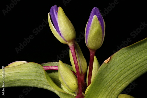 Garden Spiderwort (Tradescantia x andersoniana). Floral Buds Closeup photo