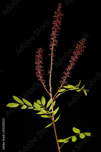 Desert False Indigo (Amorpha fruticosa). Inflorescence Closeup photo