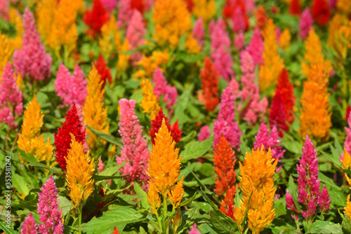 Close up Colorful Blooming Cocks comb, Foxtail amaranth, Celosia Plumosa or Celosia argentea © ideation90