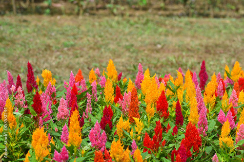 Colorful Blooming Cocks comb, Foxtail amaranth, Celosia Plumosa © ideation90
