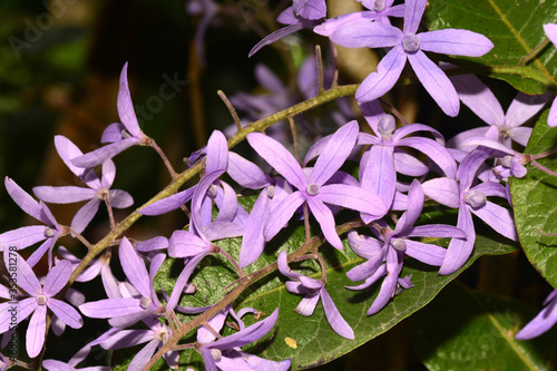 Blooming  Violet  Sandpaper vine flowers, Queens Wreath, Purple Wreath photo