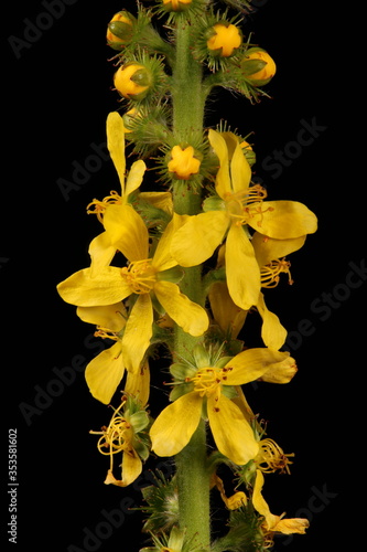 Agrimony (Agrimonia eupatoria). Inflorescence Closeup photo