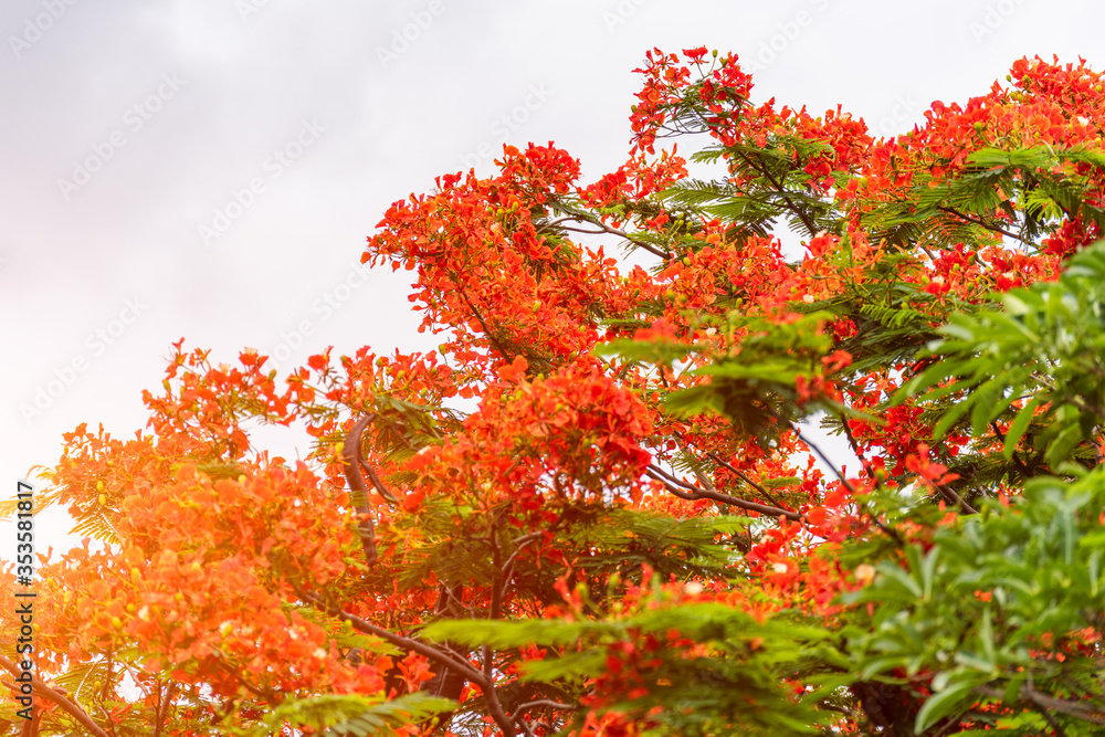 Blooming phoenix flower