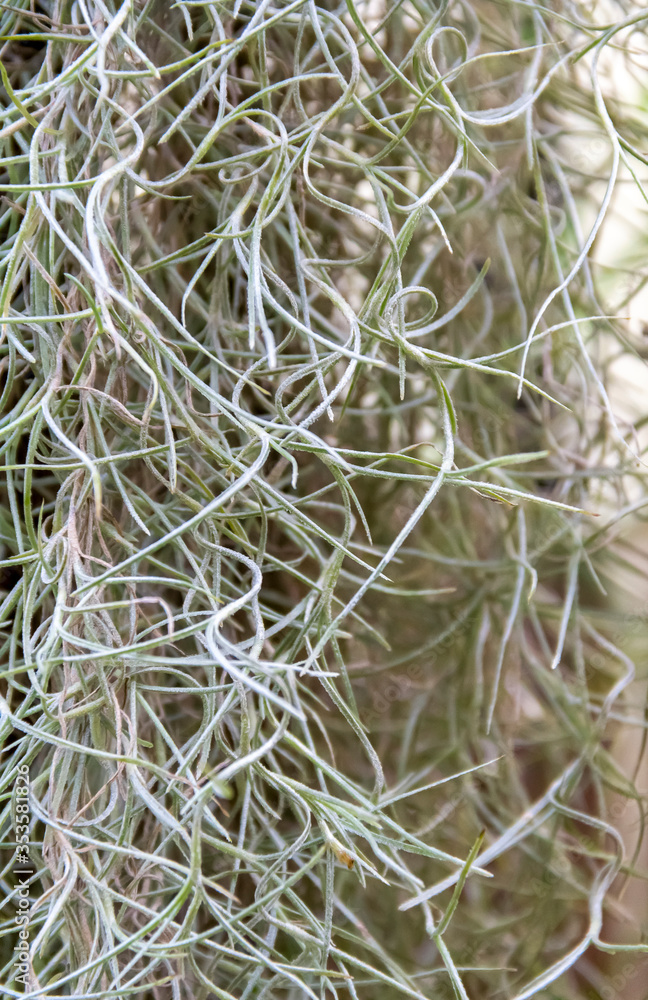 Tillandsia plant closeup